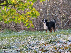 IMG_2270.jpg