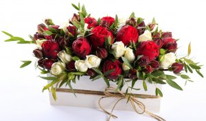 roses-tsvety-rozy-krasnye-kapli-drops.jpg