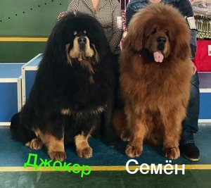 джокер и семен.jpg