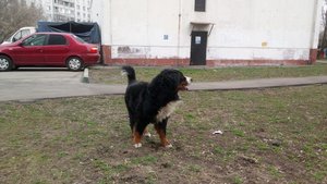 потеряшка Москва.jpg