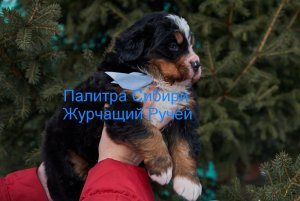 ЖГ.jpg
