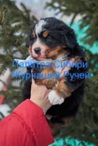 ЖГ1.jpg