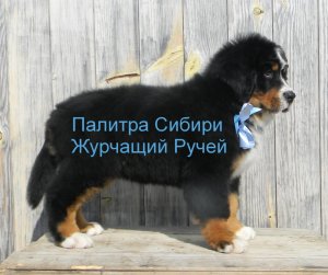 Журчащий Ручей стоя 2 п.jpg