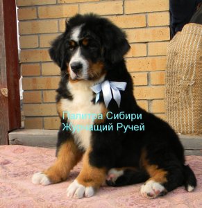 Журчащий Ручей сидя 3.jpg