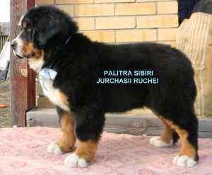 пс ЖУРЧАЩИЙ РУЧЕЙ латиницей.jpg