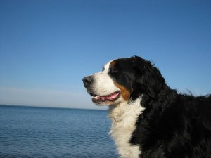 image (1).jpg
