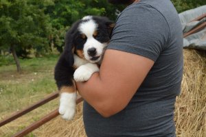 DSC_0833.JPG
