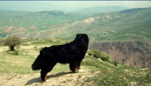 markiz4_1.jpg