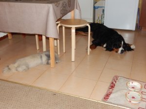 DSCN1775.jpg