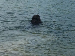 IMG_0975.JPG