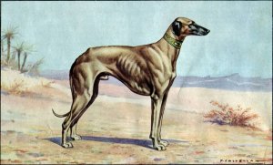 sloughi_illus.JPG