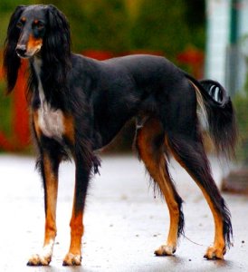 Saluki_dog_breed.jpg