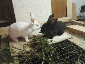 IMG-20170802-WA0002.jpg