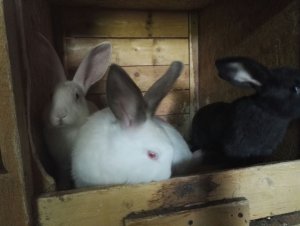 IMG-20170802-WA0004.jpg