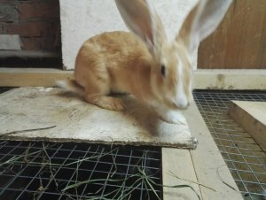 IMG-20170802-WA0006.jpg