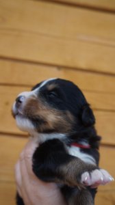 DSC00017.JPG