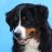 bernhund