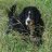 Reynard