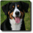 Entlebucher