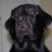 Labradorart