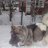 Sasha_Grom
