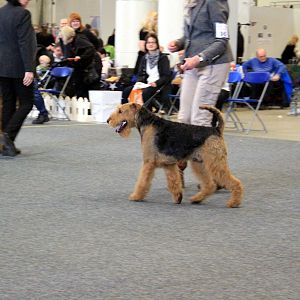 Выставка FCI 9, 3 и 4 группы 22.04.2017, Хельсинки, Финляндия