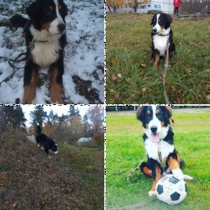 Мои любимые питомцы