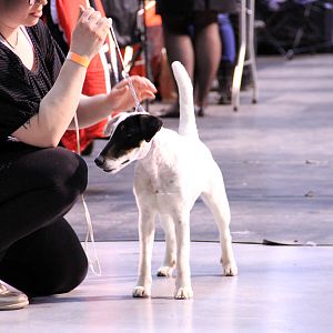 IMG_9931