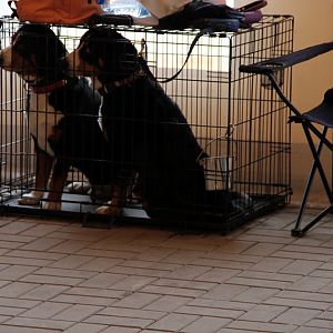 IMG_9029