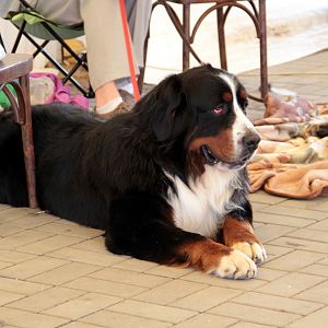 IMG_9054