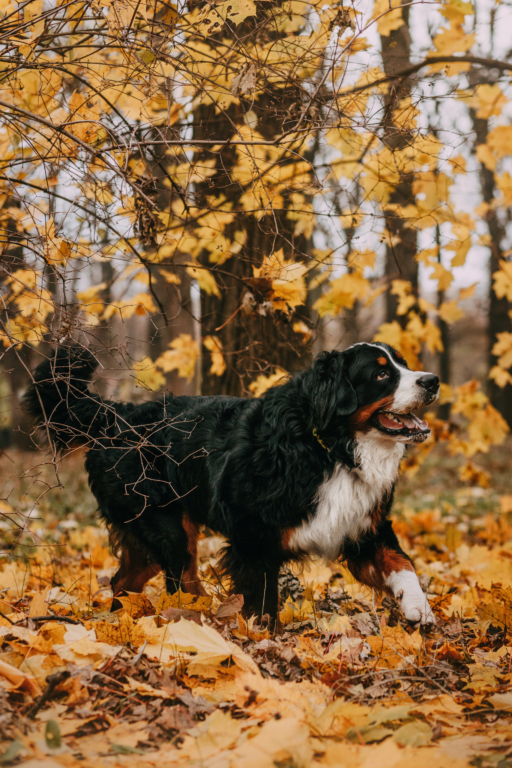 0V3A2050.jpg